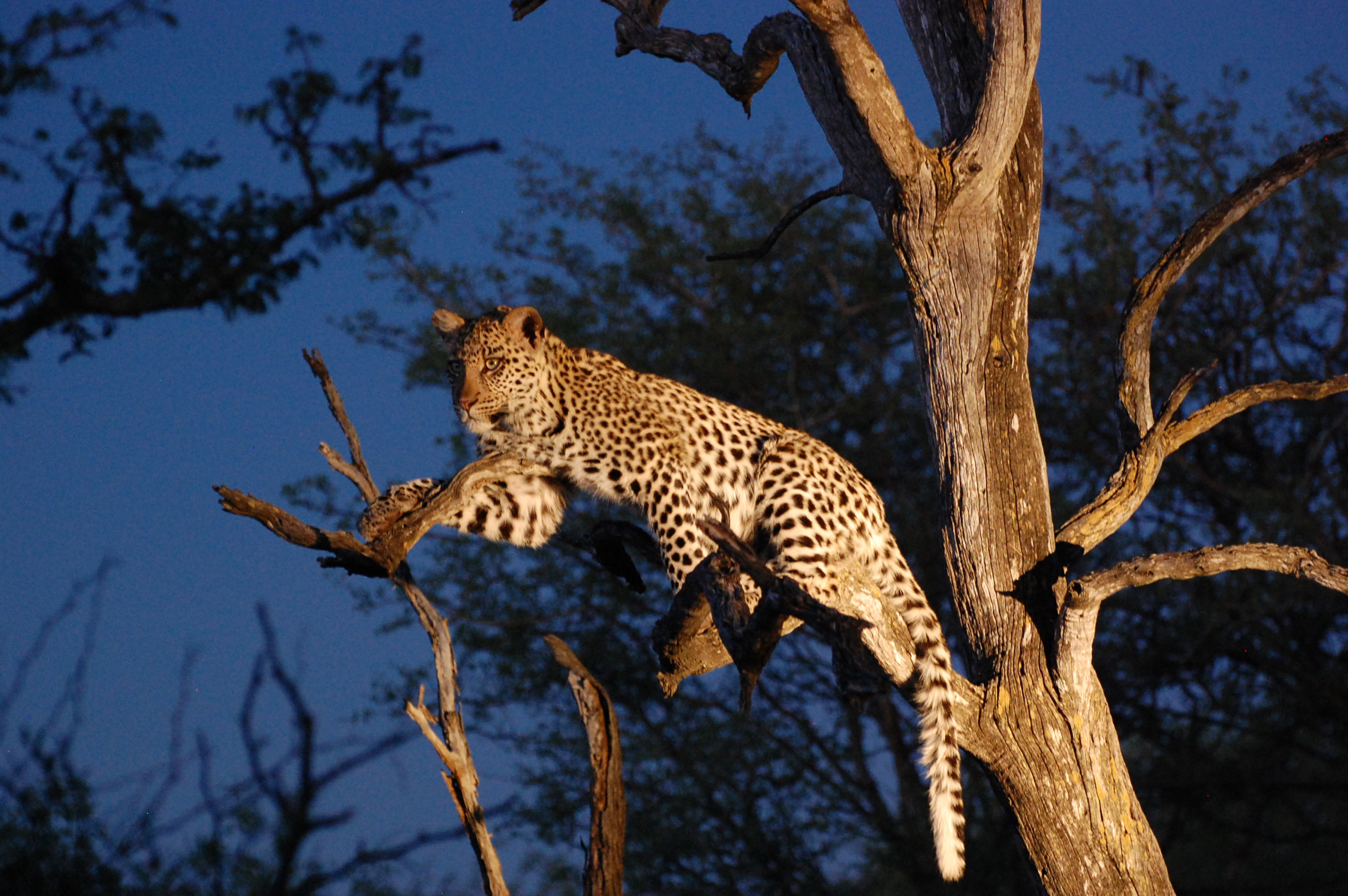 Südafrika - Madike Game Reserve