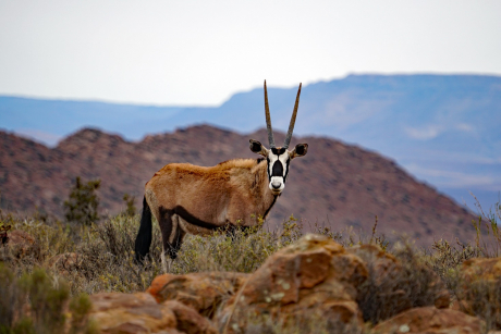Karoo Nationalpark