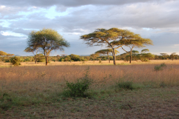 Serengeti Nationalpark