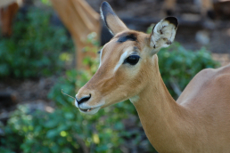 Lake Manyara Nationalpark