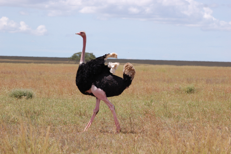 Tarangire Nationalpark