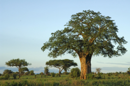 Tarangire Nationalpark