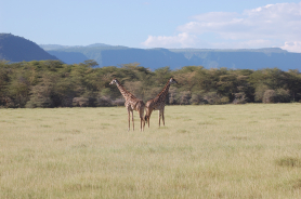 Giraffen Serengeti Tansania